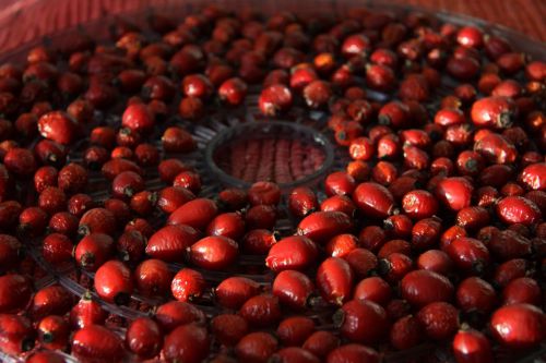 drying_of_rose_hips_for_tea_8